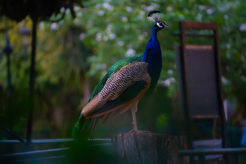 a peacock standing on top of a wooden stump