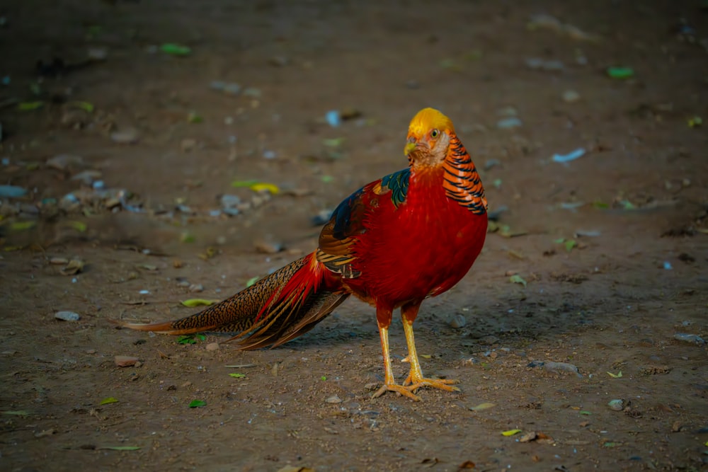 a colorful bird standing on top of a dirt field