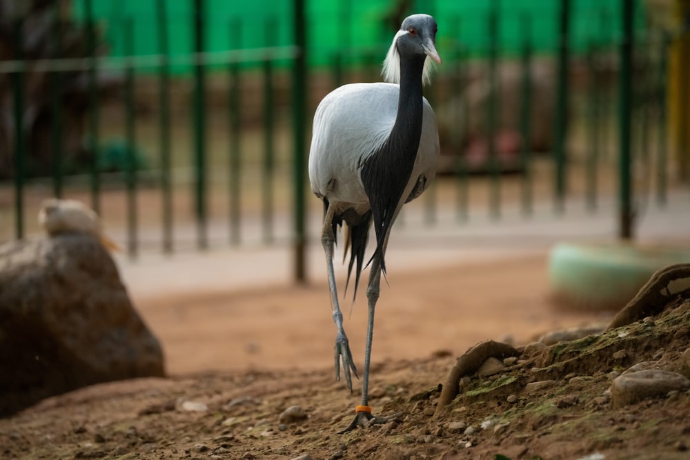 a large bird standing on top of a dirt field