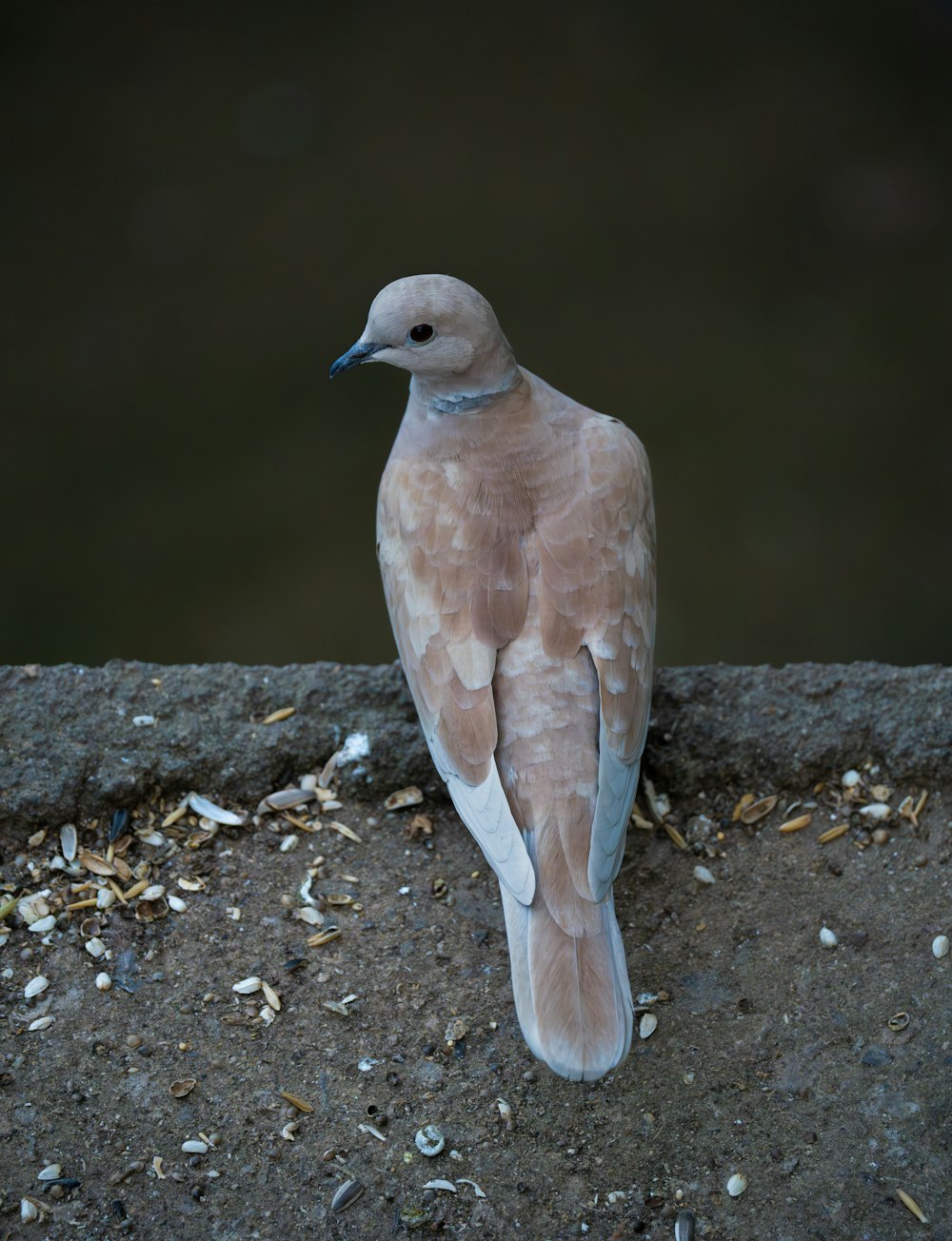 a bird sitting on the ground next to a body of water