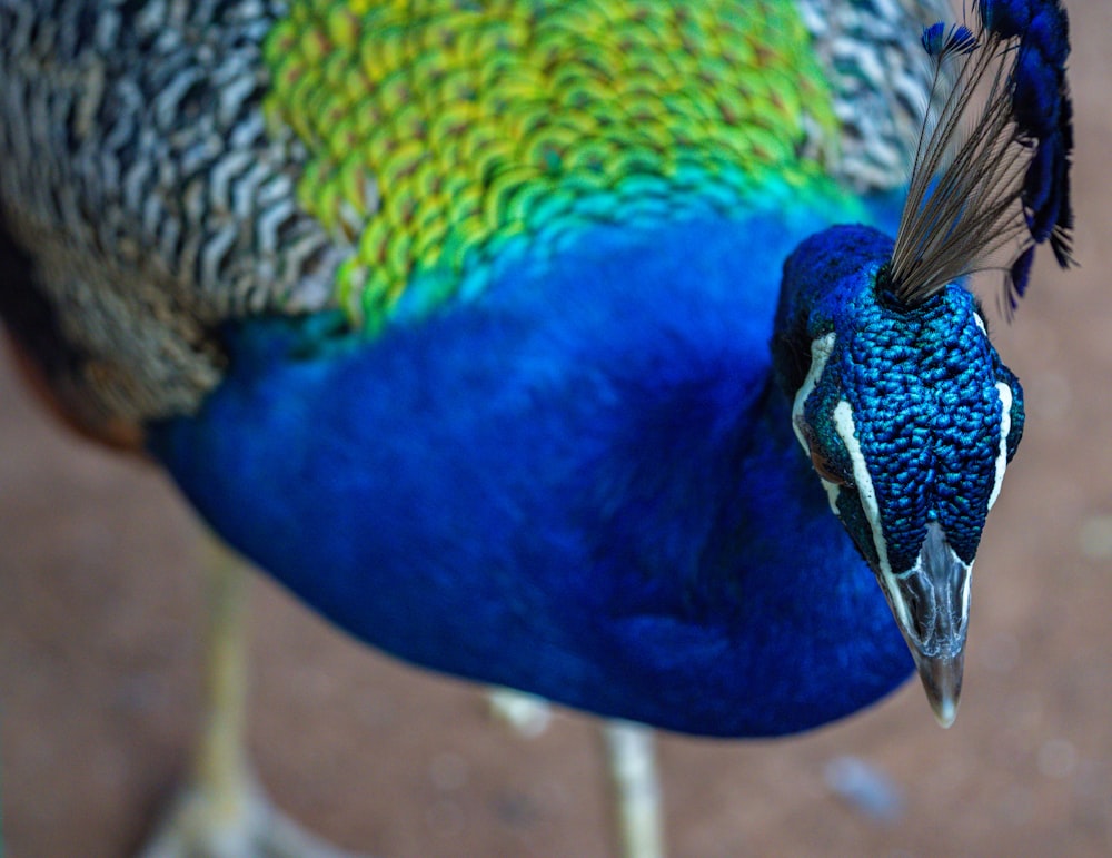 a close up of a colorful bird with feathers