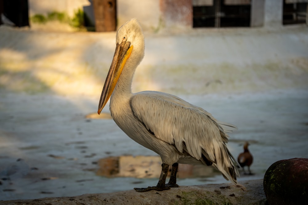 a pelican standing on a rock in a zoo