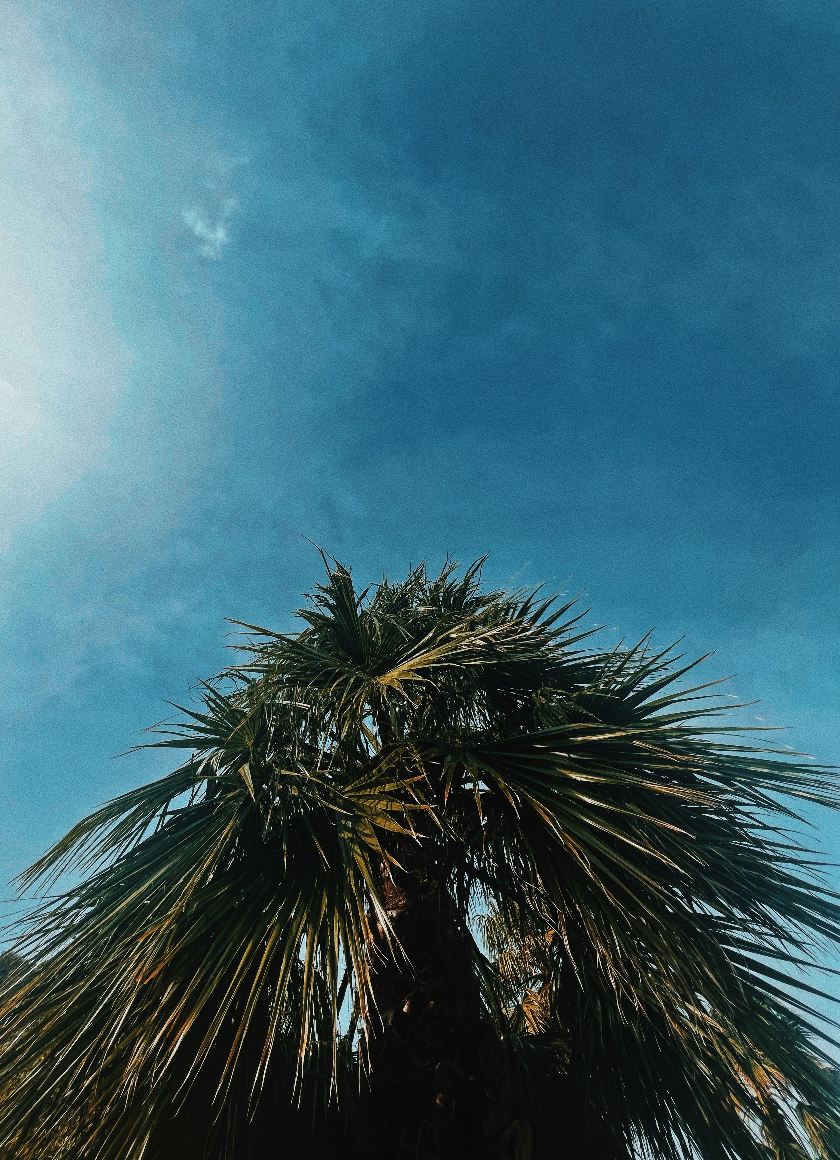 una palmera con un cielo azul de fondo