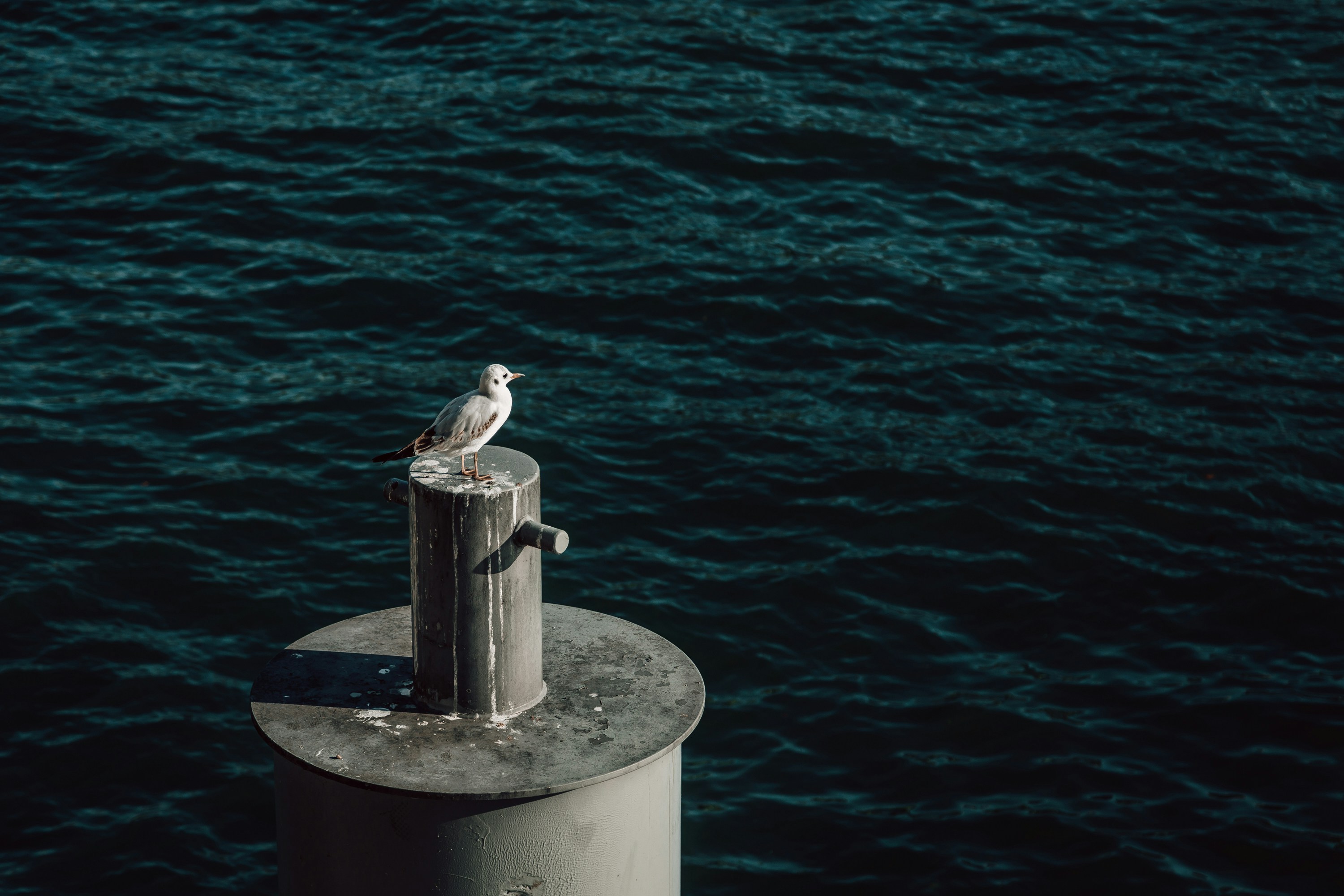 a seagull sitting on top of a pole near the ocean