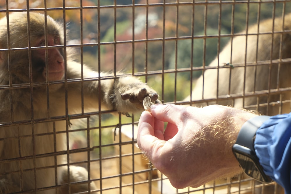 a person feeding a monkey in a cage