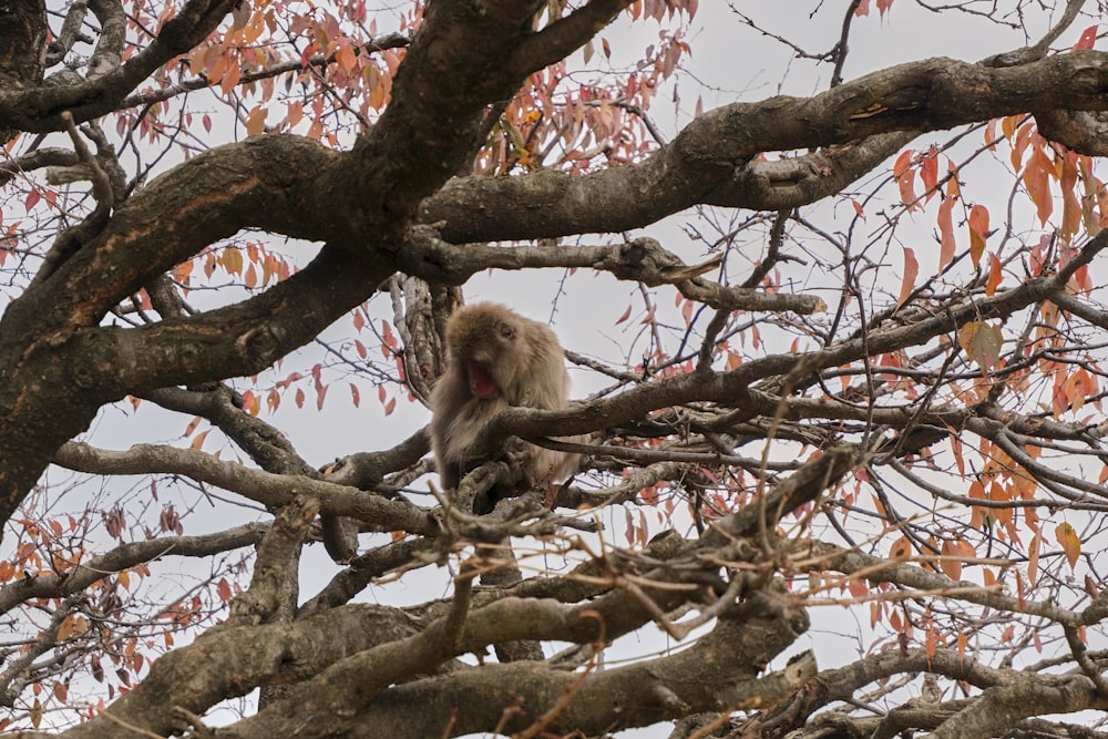 a monkey that is sitting in a tree