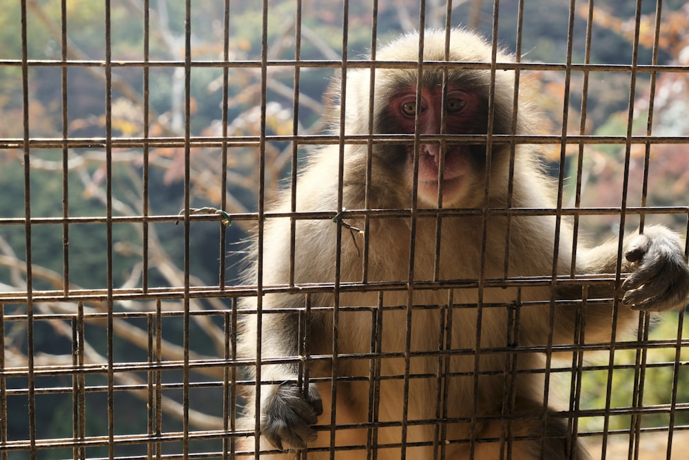 a monkey sitting in a cage with its mouth open