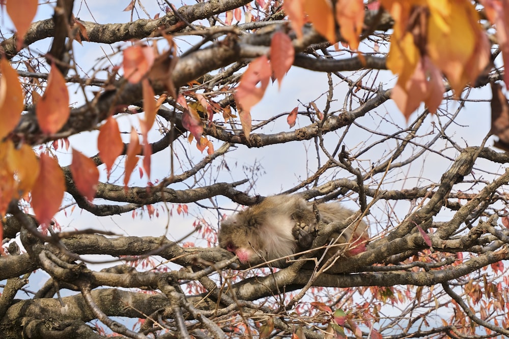 a koala is sitting in a tree with its tongue out