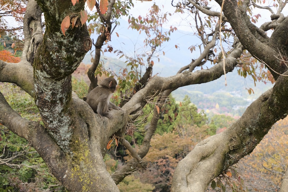 a monkey sitting in a tree with a mountain in the background