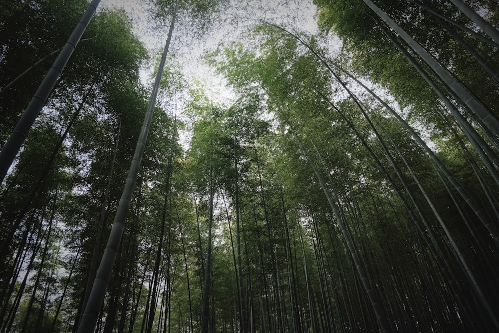a group of tall bamboo trees in a forest