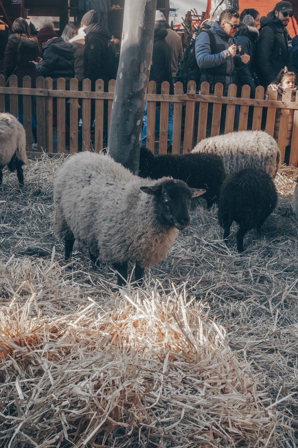 a herd of sheep standing on top of a pile of hay