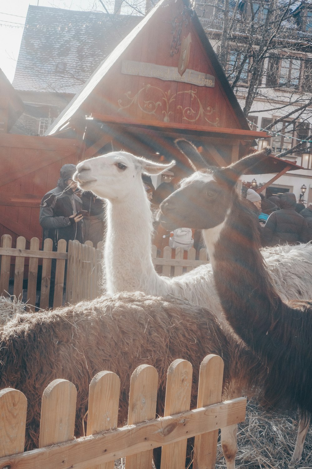 a group of llamas standing next to a wooden fence