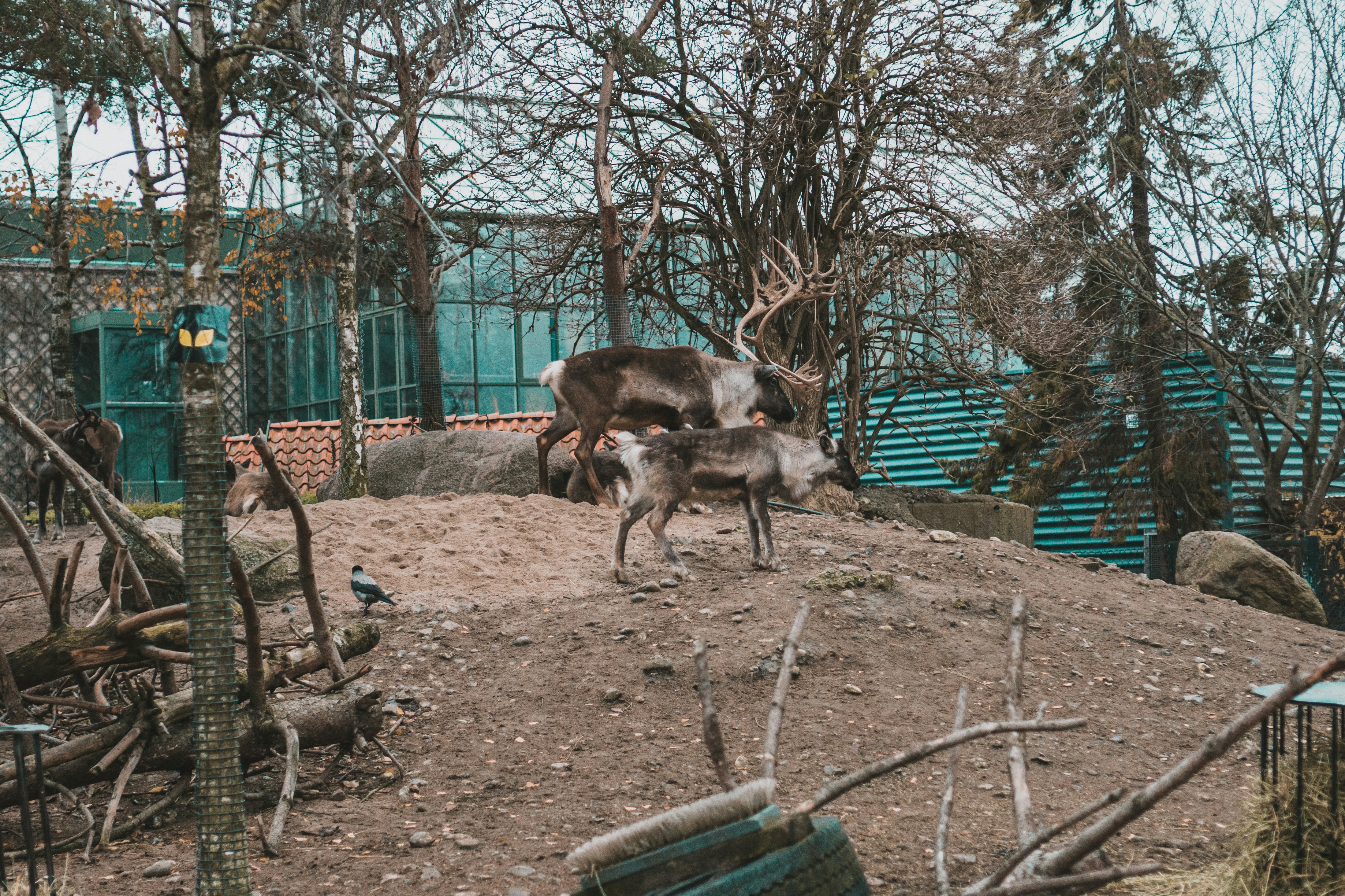 The Incredible Survivors of Chernobyl's Radioactive Zone (image credits: unsplash)