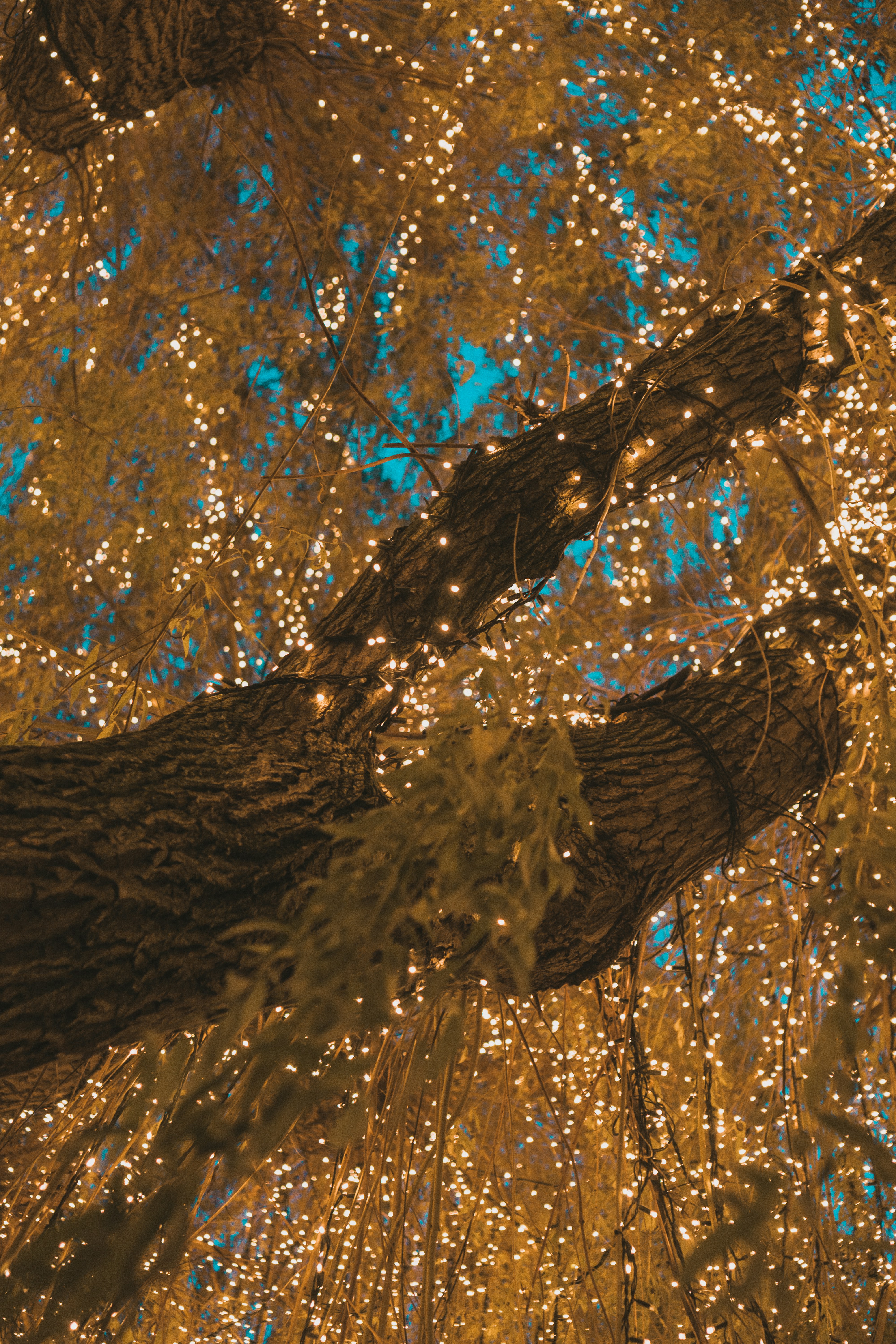 A very tall tree with lots of lights on it photo Free Tivoli Image on