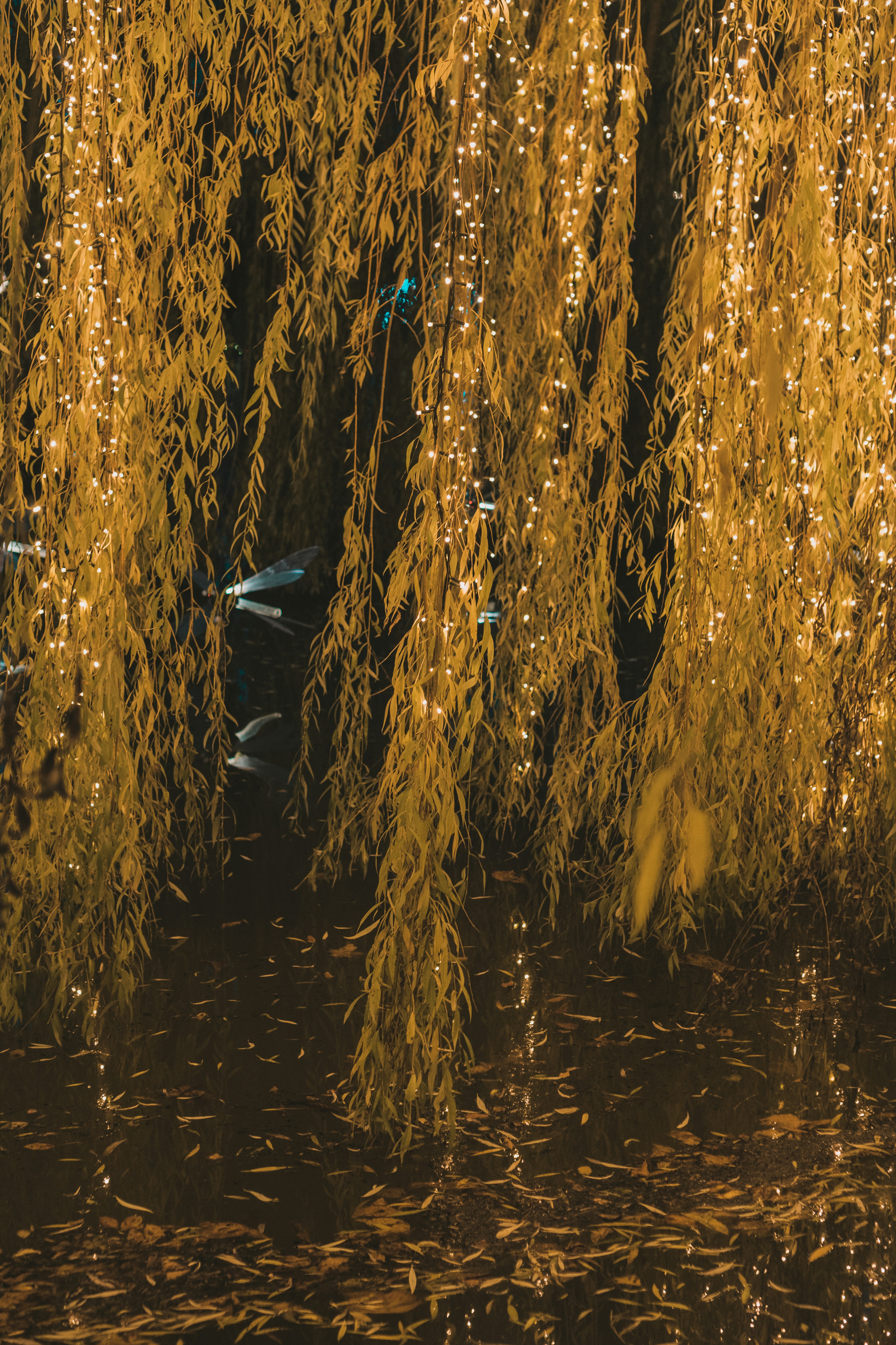 A couple of ducks swimming under a tree photo – Free Tivoli Image on ...