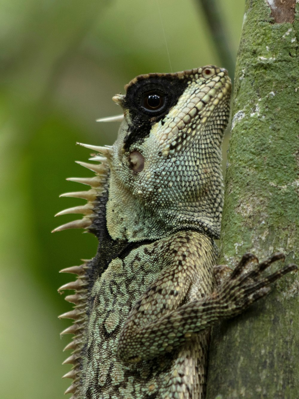 um close up de um lagarto em uma árvore