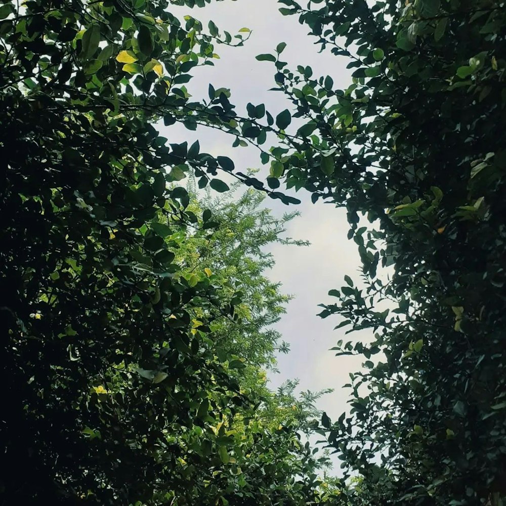 una vista del cielo attraverso le foglie degli alberi
