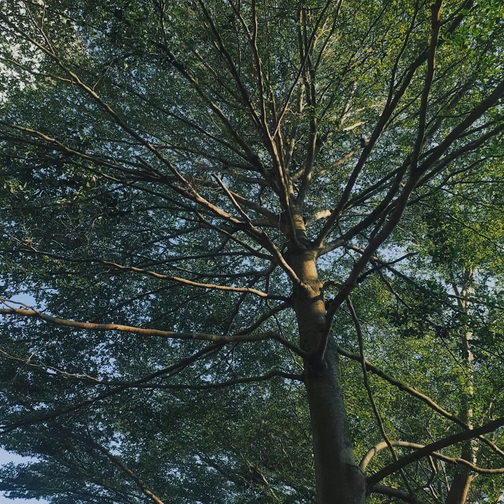 a tall tree with lots of green leaves