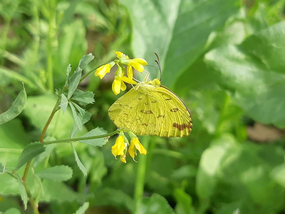 una farfalla gialla seduta sopra un fiore giallo
