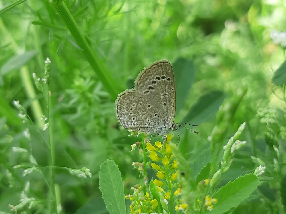 un papillon brun assis au sommet d’une plante verte