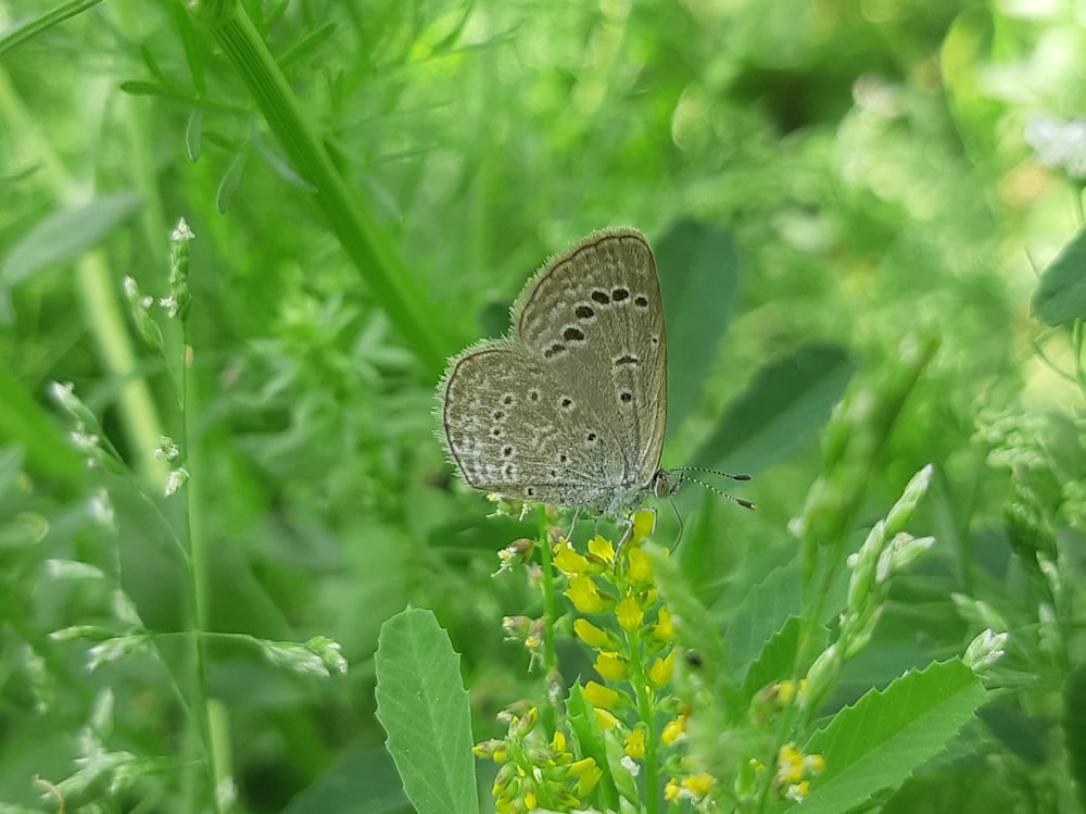 una farfalla marrone seduta in cima a una pianta verde