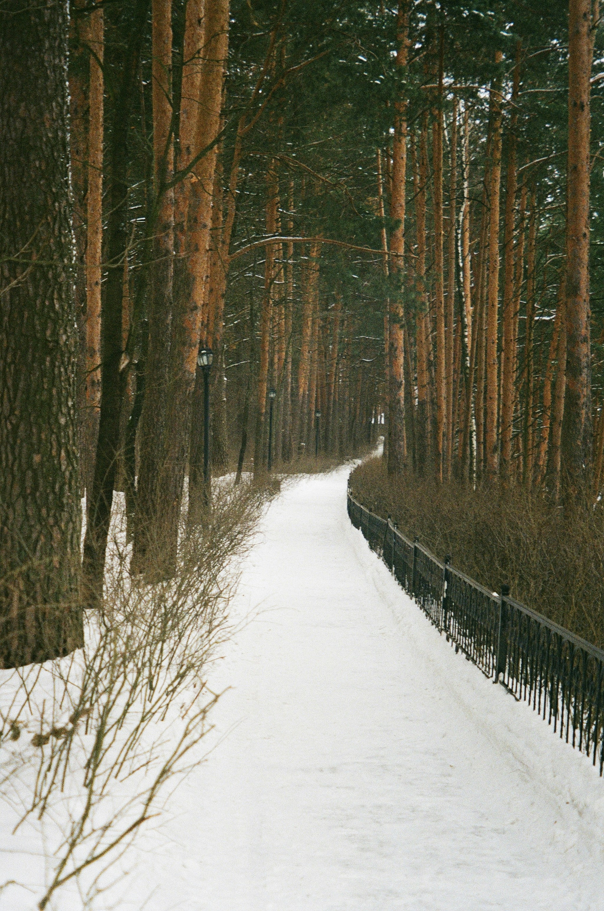 A snow covered path through a forest with tall trees photo – Free ...