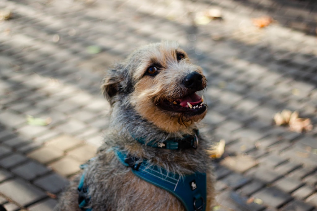 Easy Walk Comfort Harness