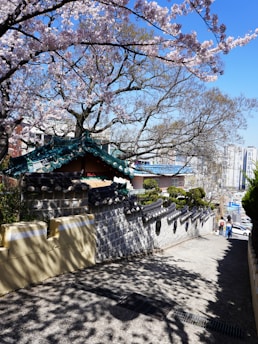 A picturesque scene features a traditional Korean wall with decorative roof tiles curving alongside a narrow pathway. Cherry blossom trees in full bloom create a canopy overhead, casting intricate shadows. The background includes modern buildings and a clear blue sky. People can be seen walking in the distance.