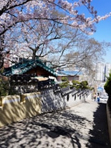 A picturesque scene features a traditional Korean wall with decorative roof tiles curving alongside a narrow pathway. Cherry blossom trees in full bloom create a canopy overhead, casting intricate shadows. The background includes modern buildings and a clear blue sky. People can be seen walking in the distance.