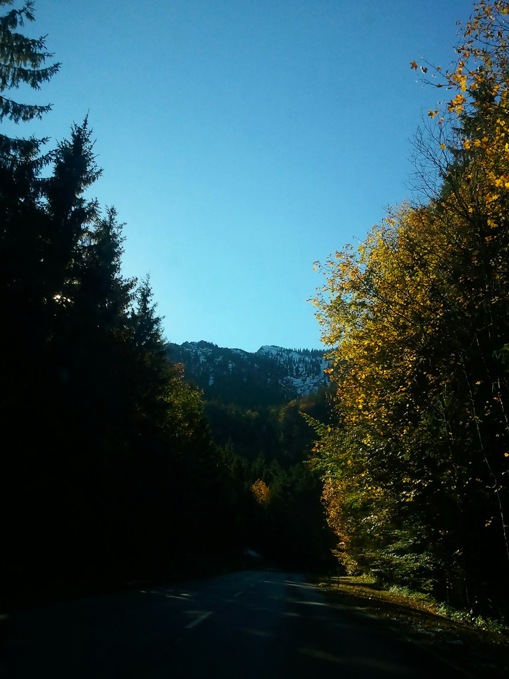 a road surrounded by trees with a mountain in the background