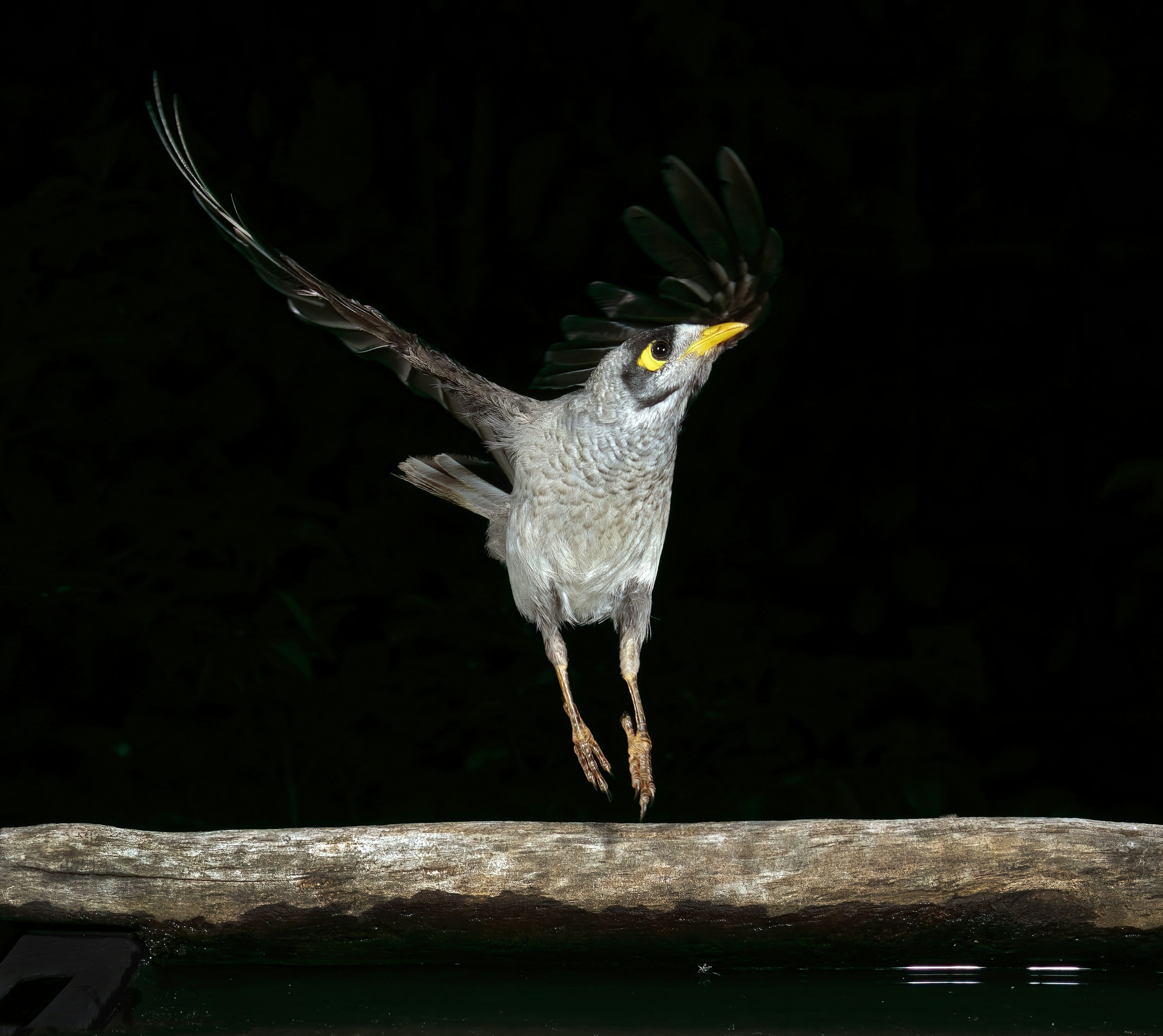 a bird flying over a body of water