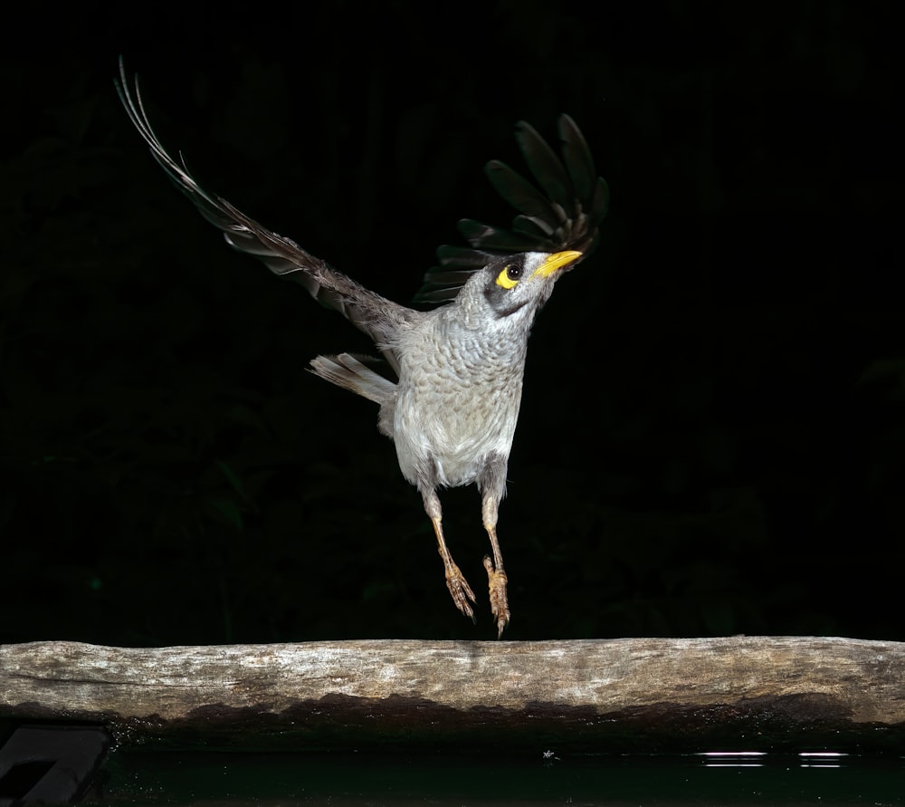 a bird flying over a body of water