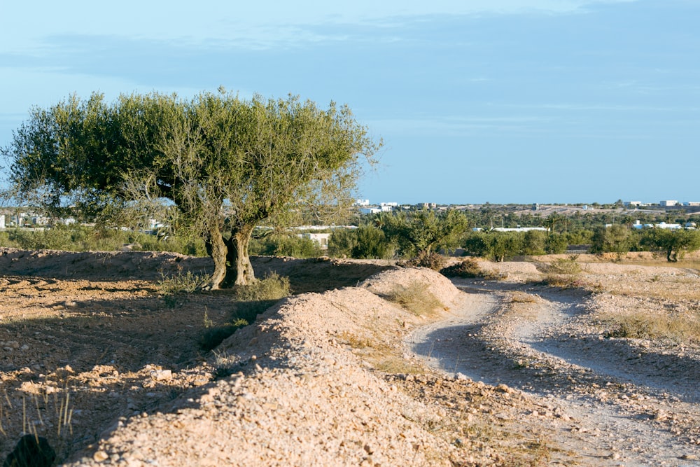 a dirt road with a tree in the middle of it