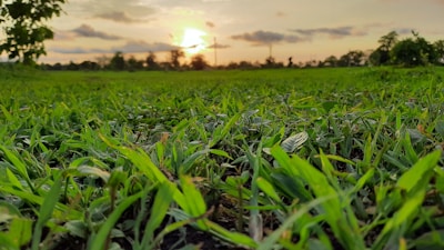 Close-up of dew-covered grass with the silhouette of distant mountains under a clear blue sky.