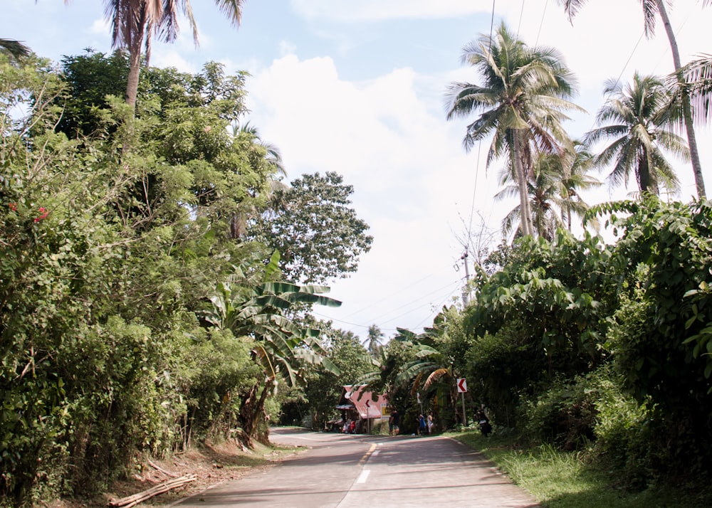 a street with trees and bushes on both sides