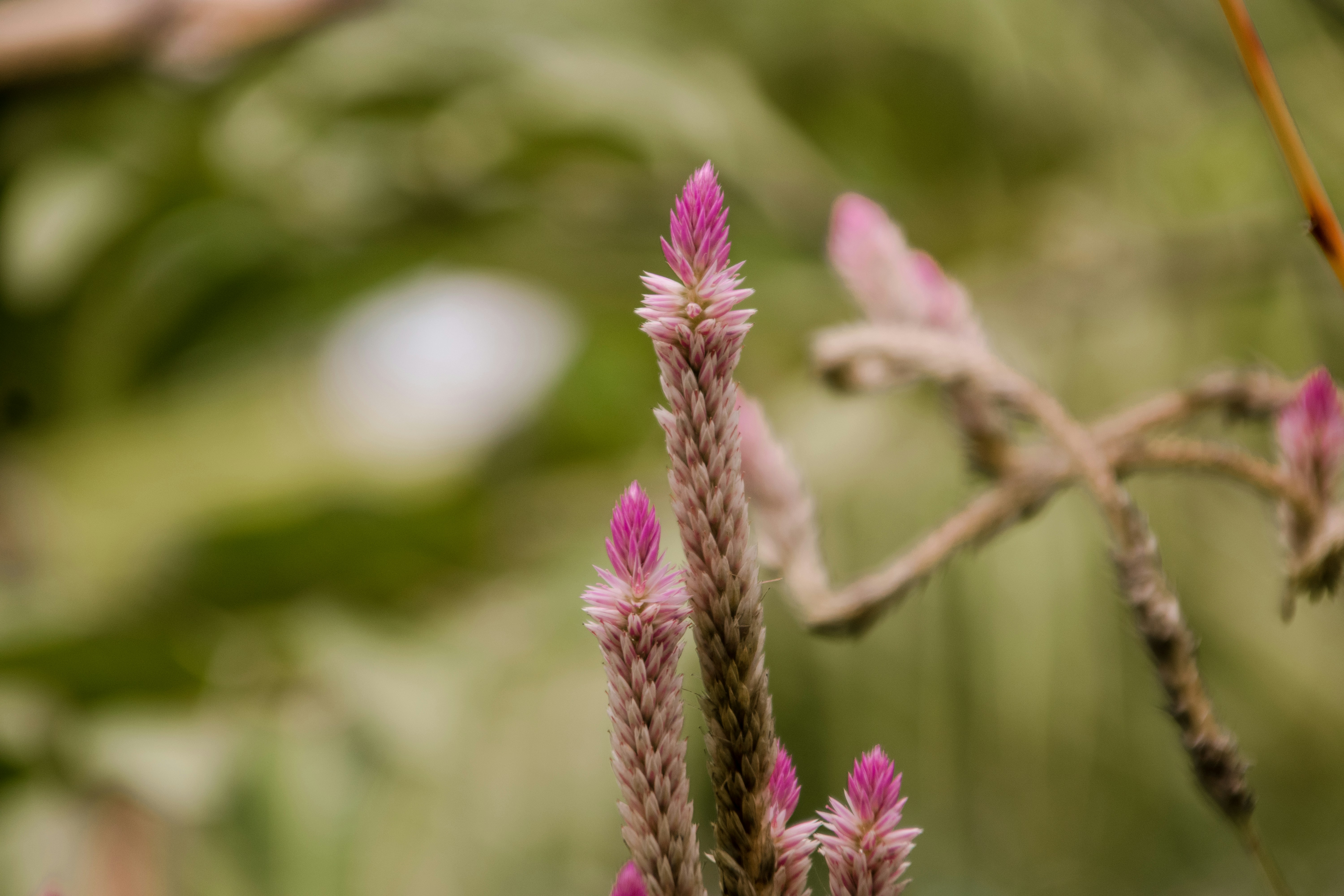 Photo by bhongbahala10