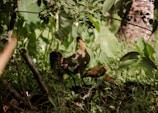 A natural setting with three chickens moving around a lush, green area. The ground is covered with various types of plants and foliage. There is a mix of sunlight and shade, with sun rays filtering through the leaves of the overhanging branches.