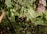 A natural setting with three chickens moving around a lush, green area. The ground is covered with various types of plants and foliage. There is a mix of sunlight and shade, with sun rays filtering through the leaves of the overhanging branches.