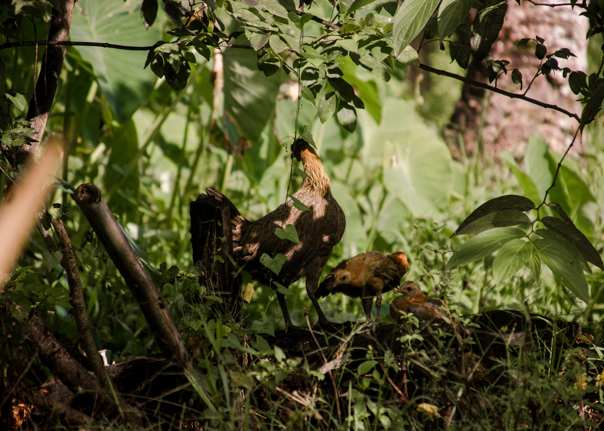 A warm morning scene of free-range chickens roaming a lush green farm in Mayotte.