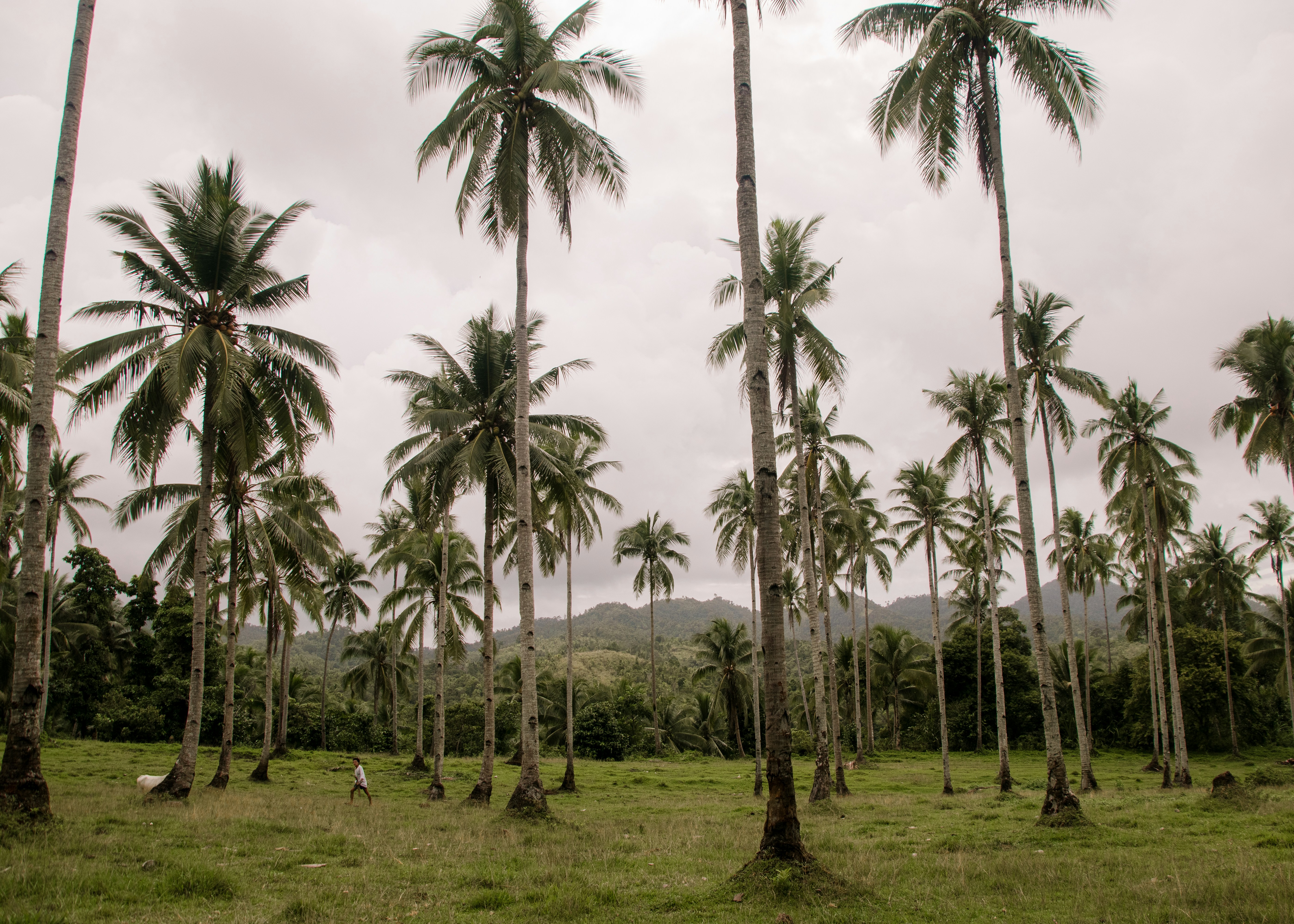 Photo by bhongbahala10