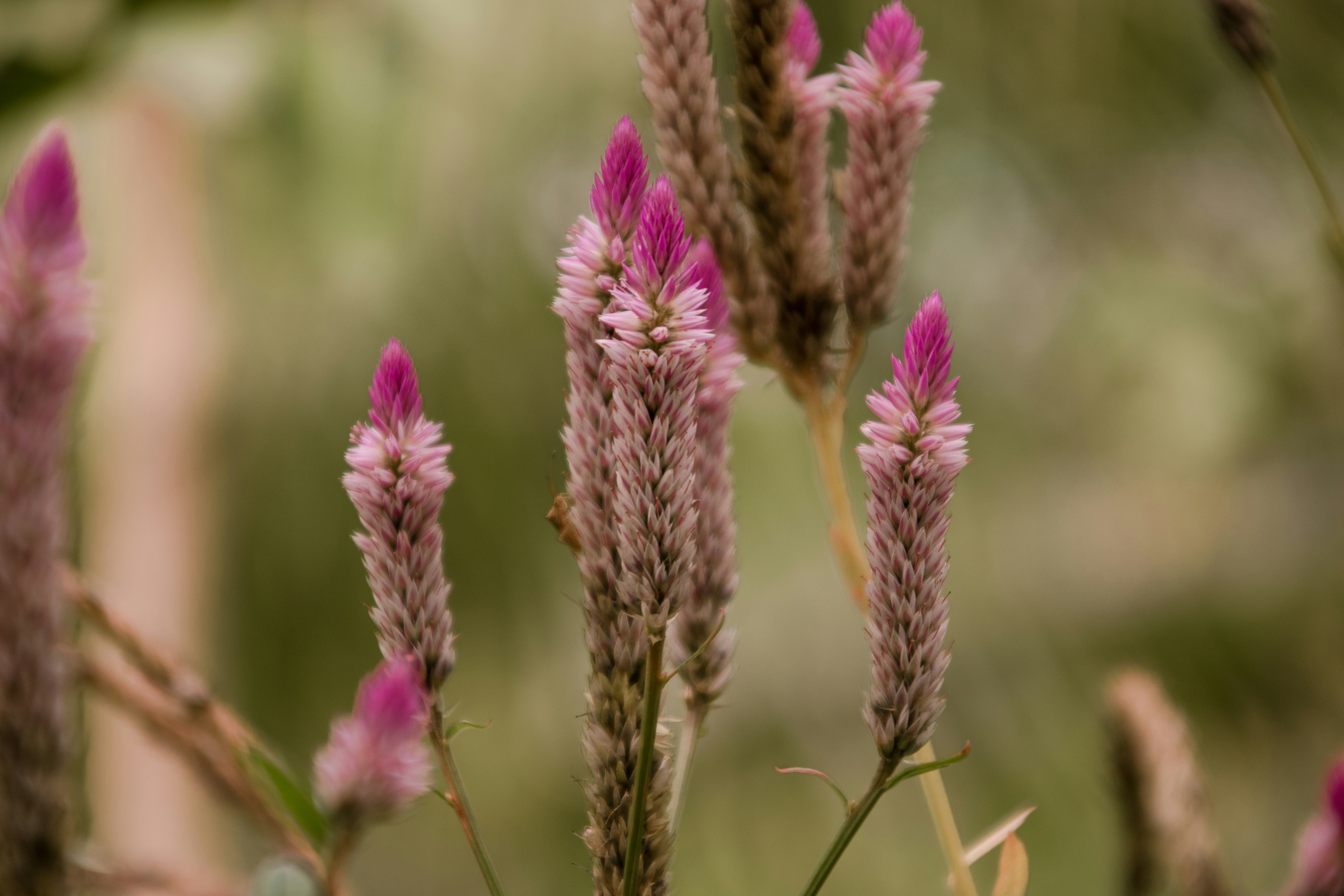 Photo by bhongbahala10