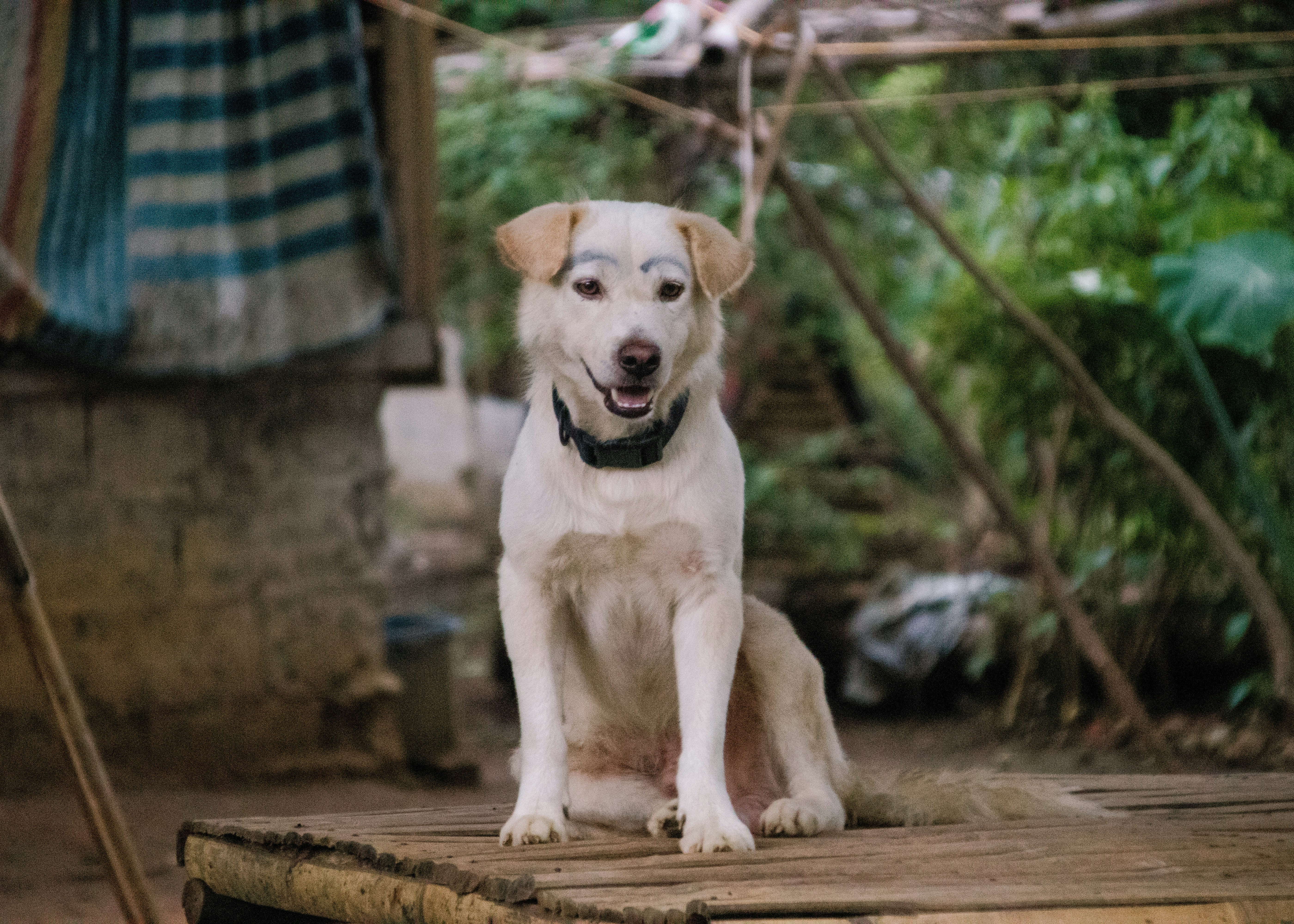 Photo by bhongbahala10