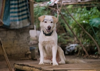 A white and brown dog sits on a wooden platform in an outdoor setting. The background is a mixture of greenery and a rustic structure, hinting at a rural environment. The dog appears relaxed and looks content.