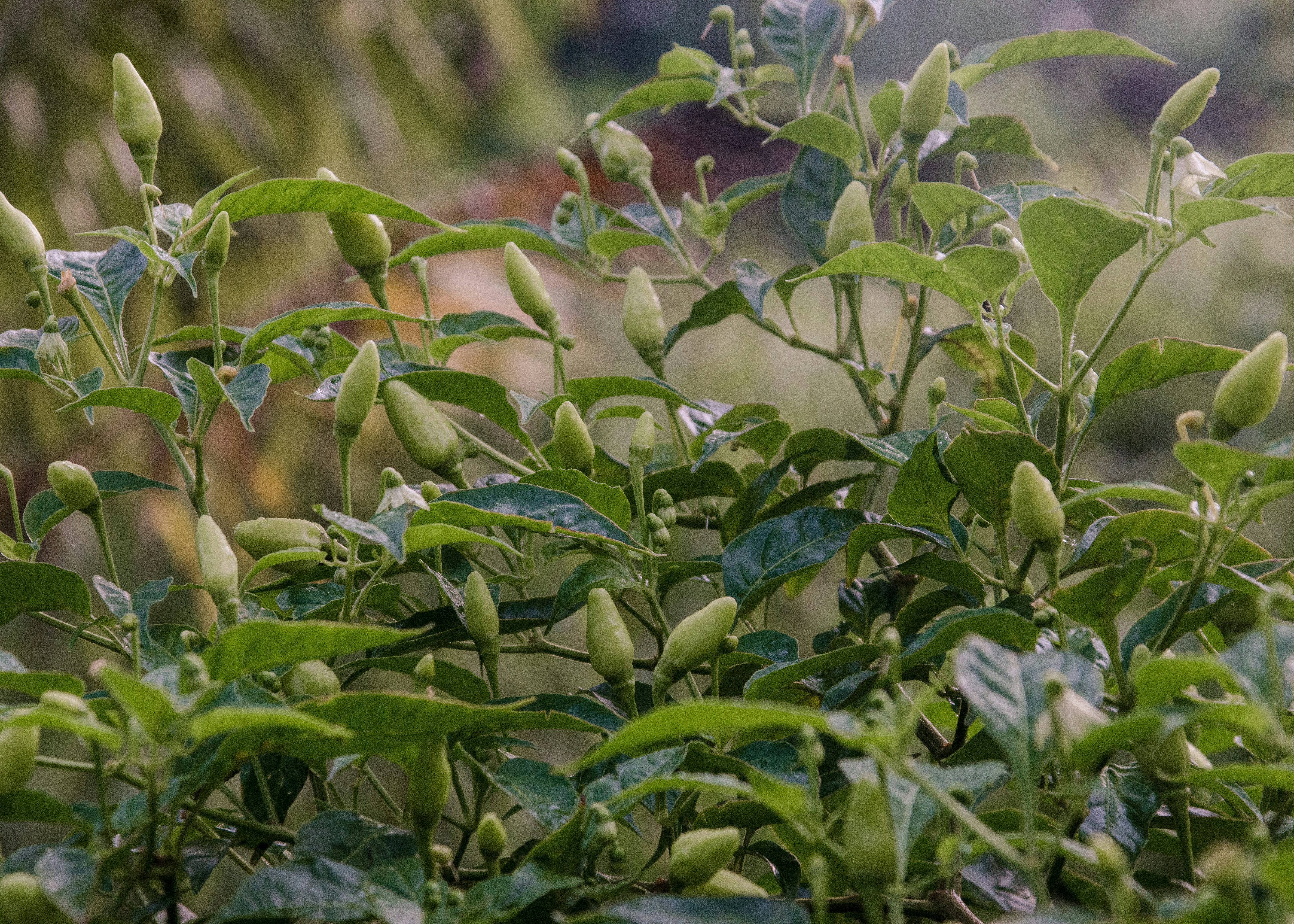 Photo by bhongbahala10