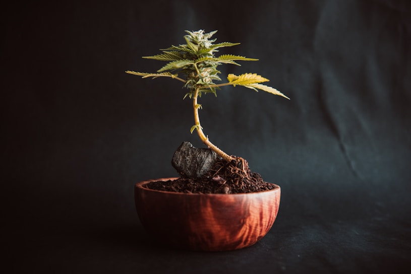 A small cannabis plant in a wooden pot, set against a dark background. The plant is vibrant, with a few healthy green and slightly yellow leaves.