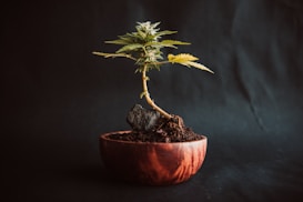 A small cannabis plant in a wooden pot, set against a dark background. The plant is vibrant, with a few healthy green and slightly yellow leaves.