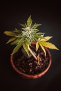 A cannabis plant in a small pot is placed against a dark background. The leaves are lush and green with some yellowing at the tips, and the soil appears dark and rich. The plant is captured from an overhead perspective, showcasing its structure and leaf patterns.