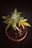 A cannabis plant in a small pot is placed against a dark background. The leaves are lush and green with some yellowing at the tips, and the soil appears dark and rich. The plant is captured from an overhead perspective, showcasing its structure and leaf patterns.