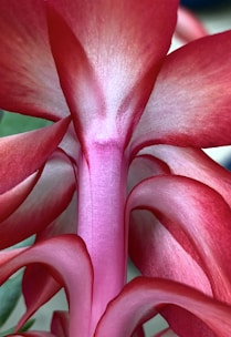 A stunning product photograph showcasing vibrant colors and details.