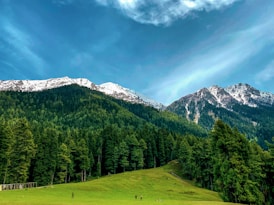 a grassy field with a mountain in the background